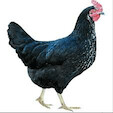 Daisybell - Black with white hybrid hen