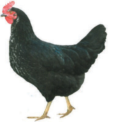 Black hybrid hen - from 16 weeks