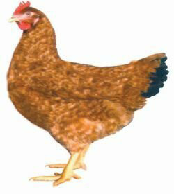 Buff Barred hybrid hen - from 16 weeks