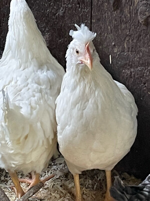 Devon hybrid hen - from 16 weeks - (blue/green egg layer)