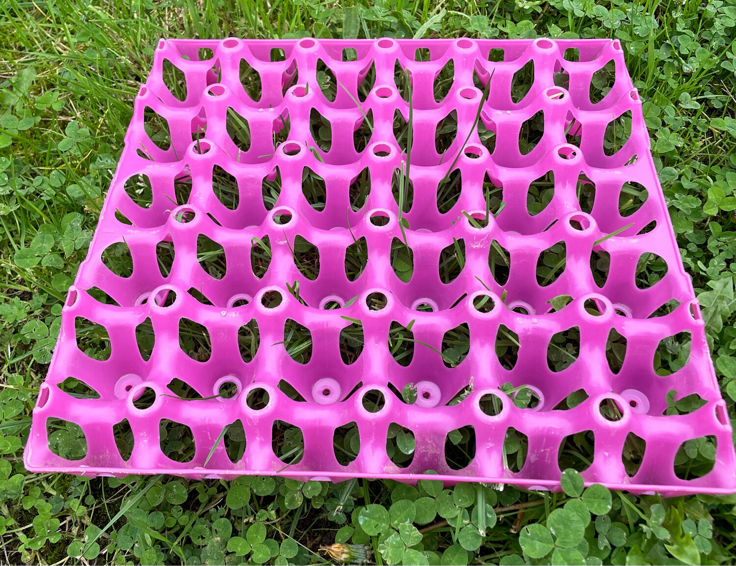 Plastic egg tray - holds 30 eggs