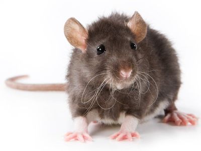 Vermin Control