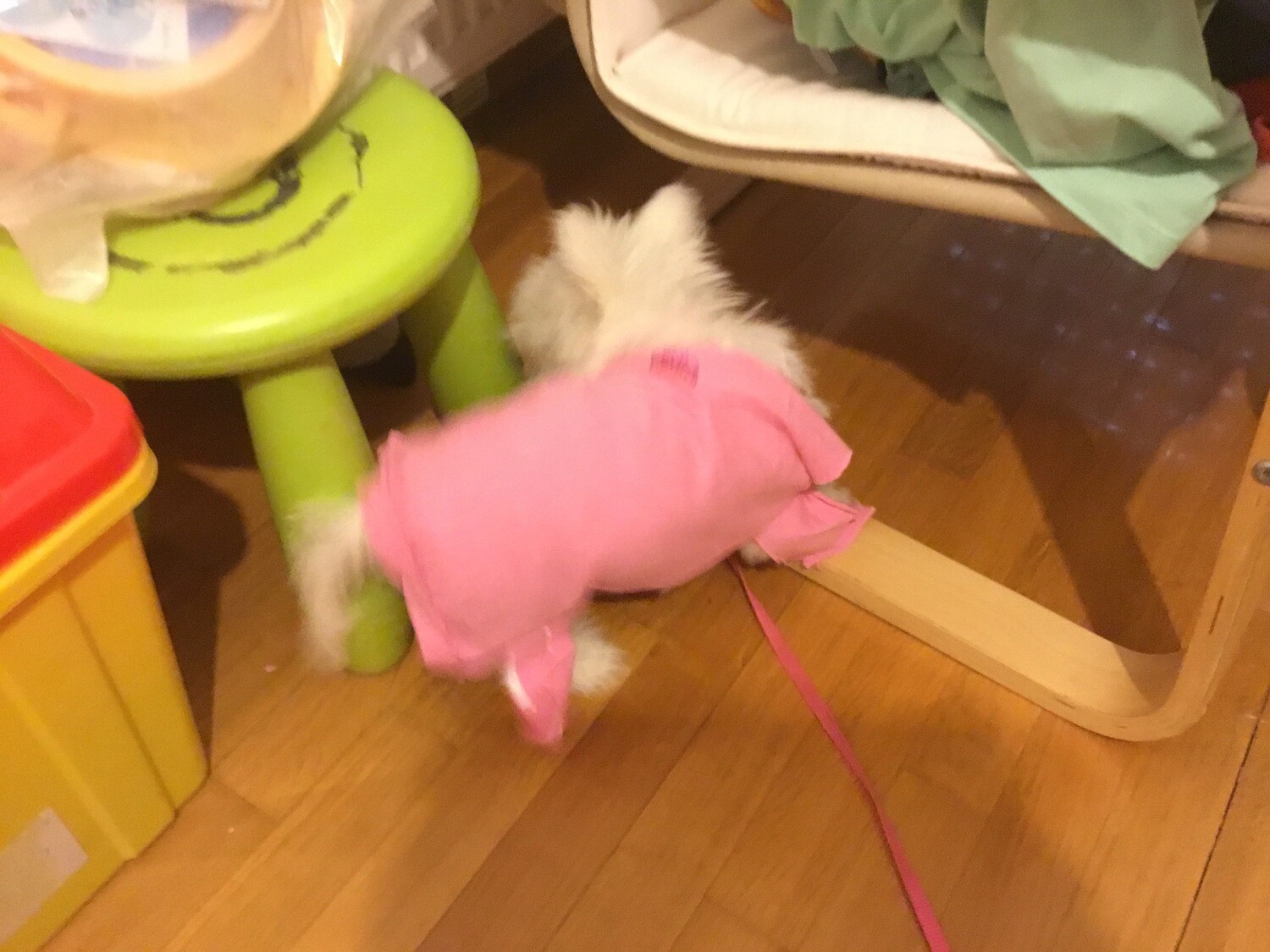 DOG SHIRT SUMMER-FALL COLLECTION 2019