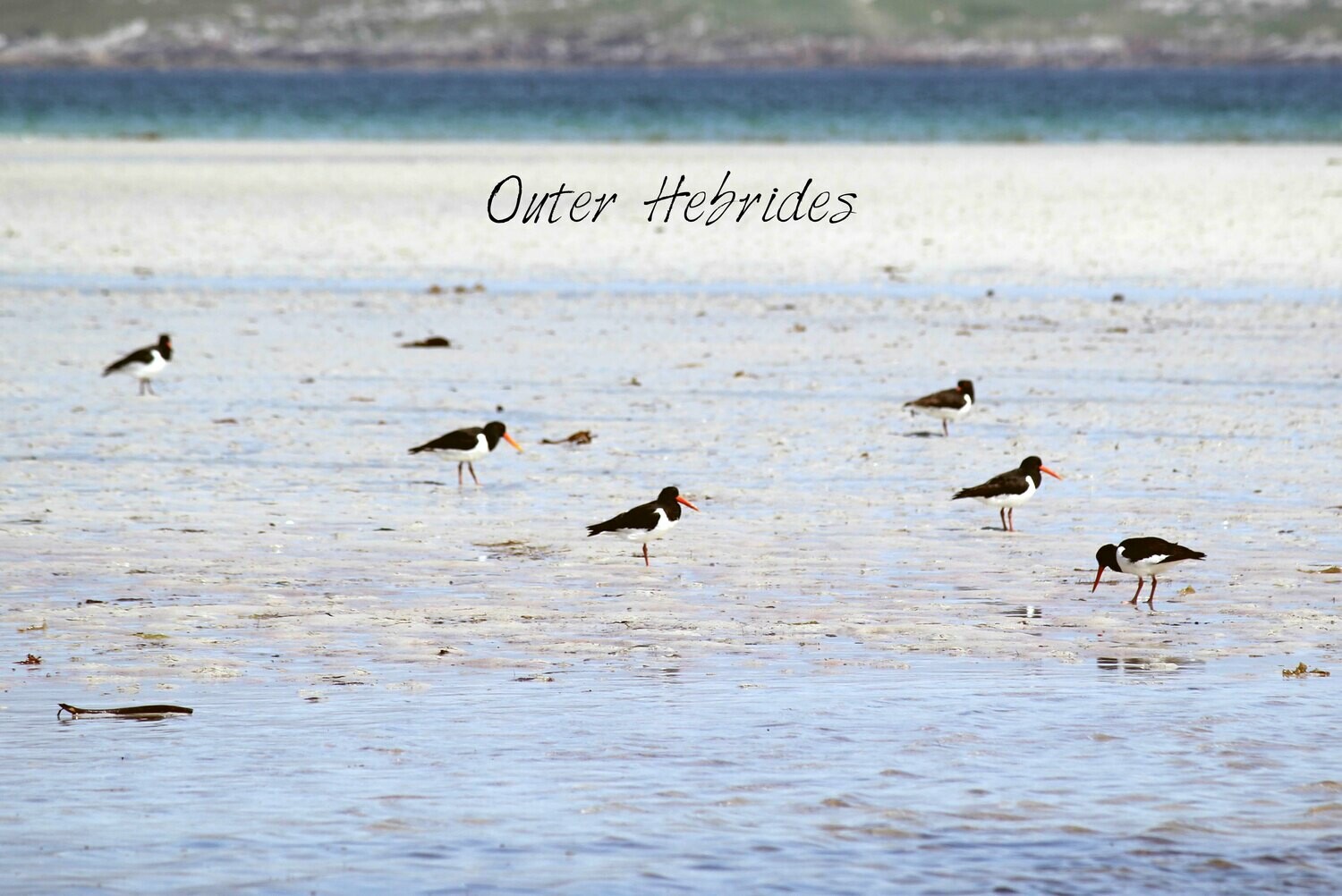 oystercatchers tea towel