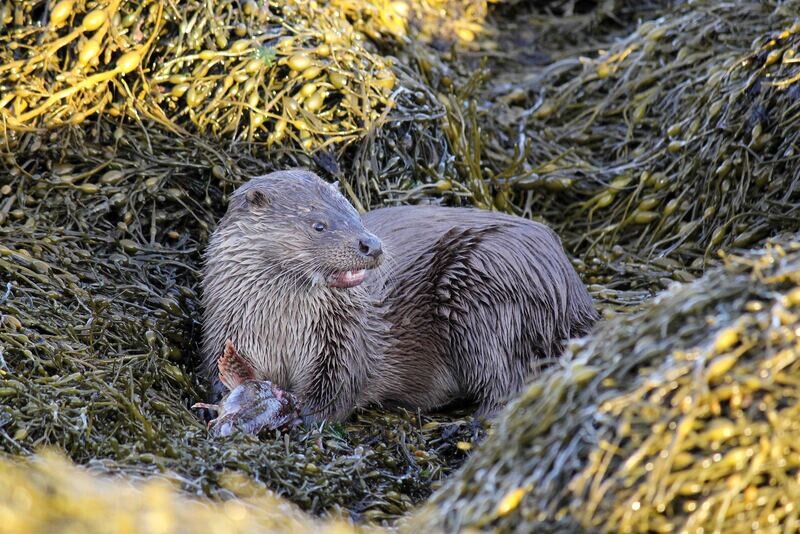 otter tea towel (A)