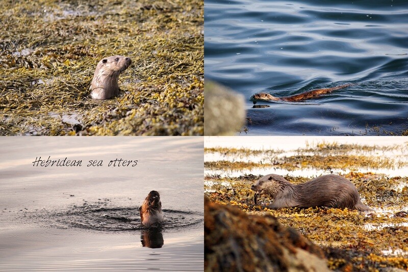 otter (4) tea towel
