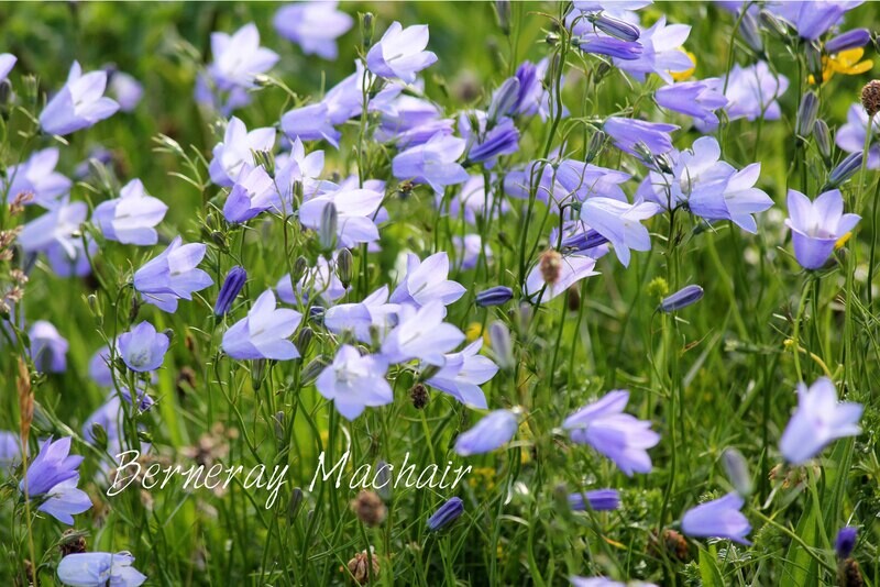 bluebells tea towel
