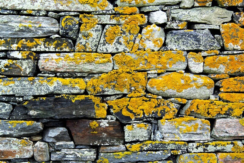 lichen wall tea towel