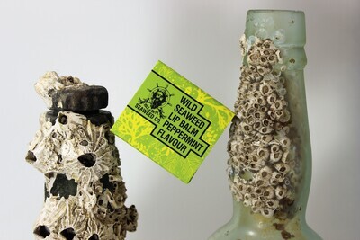 wild seaweed &amp; peppermint lip balm