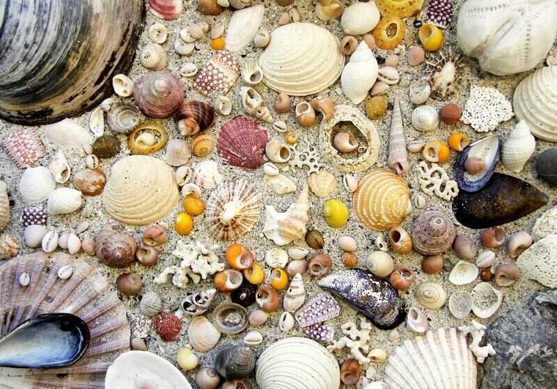 sea shells tea towel
