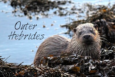 Hebridean otter