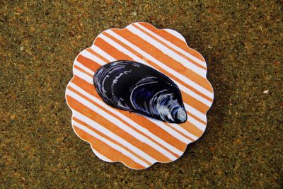 mussel coaster