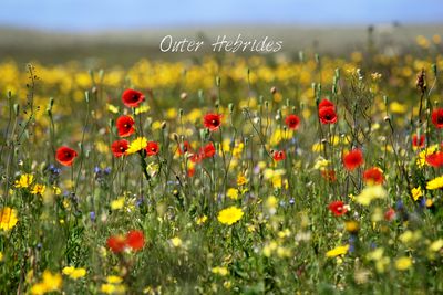 poppies tea towel