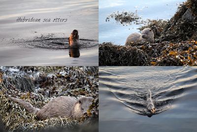 otter (4) tea towel
