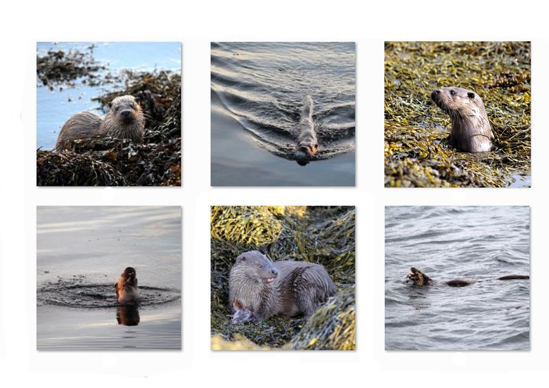 otter greetings card pack (mixed)