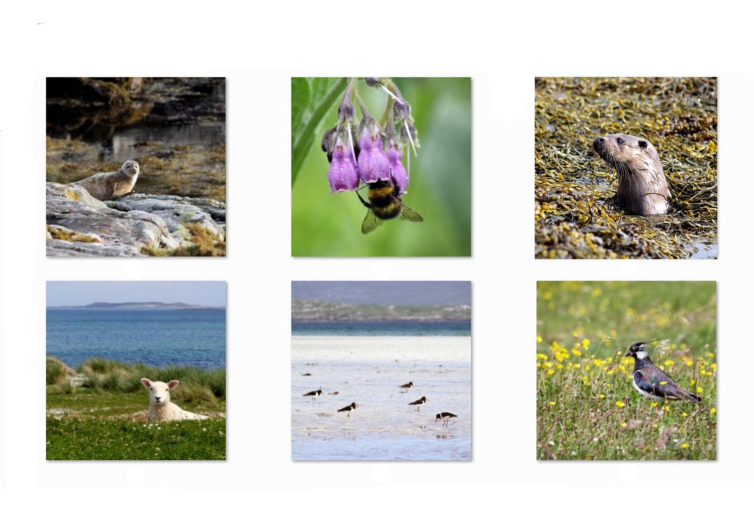 wildlife greetings card pack (mixed)