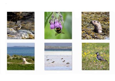 wildlife greetings card pack (mixed)