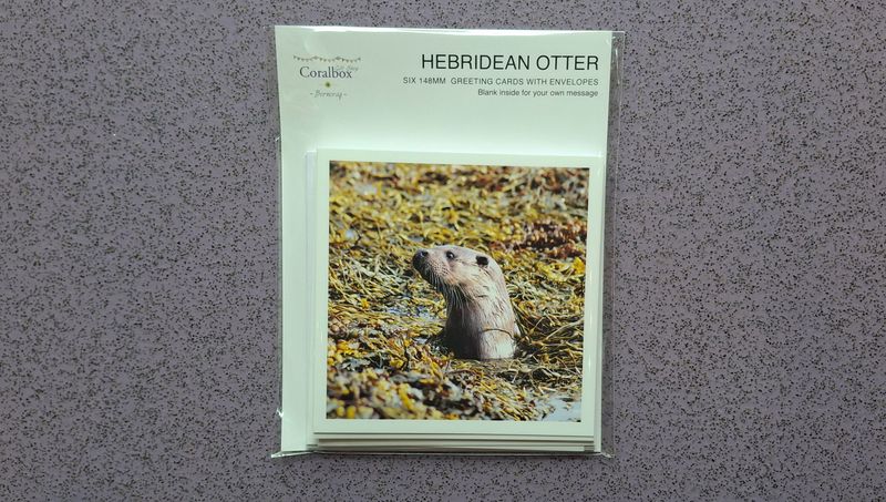 otter greetings card pack (mixed)