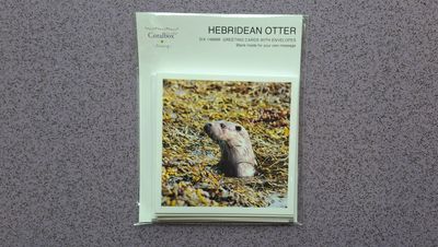 otter greetings card pack (mixed)