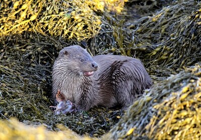 otter jigsaw