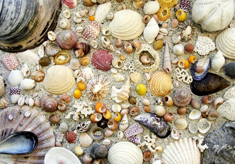 seashore treasure jigsaw