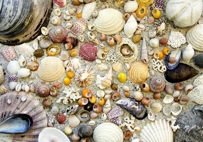 seashore treasure jigsaw