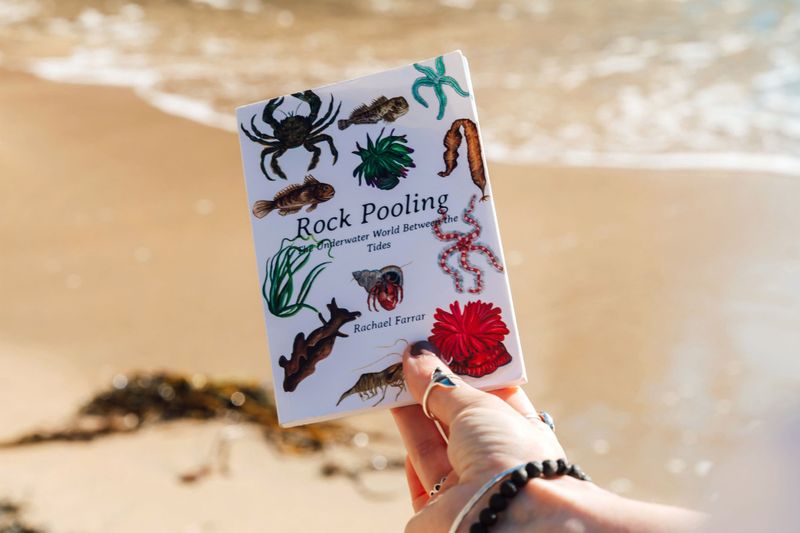 rock pooling pocket guide