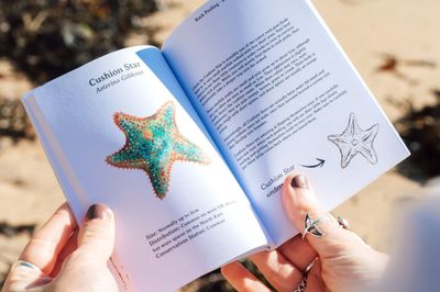 rock pooling pocket guide