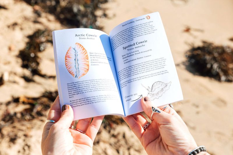 beach combing pocket guide