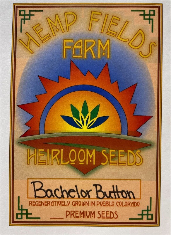 Bachelor Button