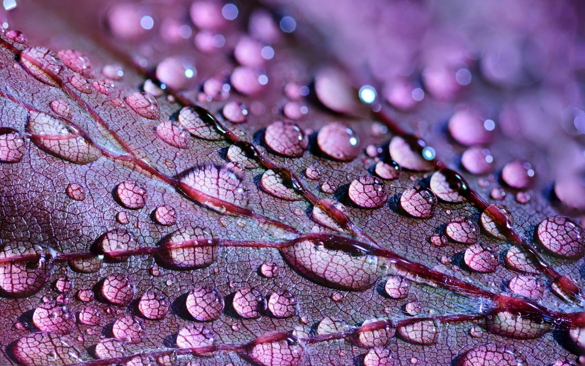 ARTHENTIC Akustikbillede - Leaves
