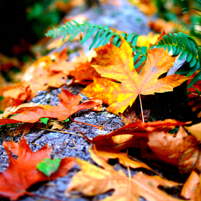 ARTHENTIC Akustikbillede - Fall mood