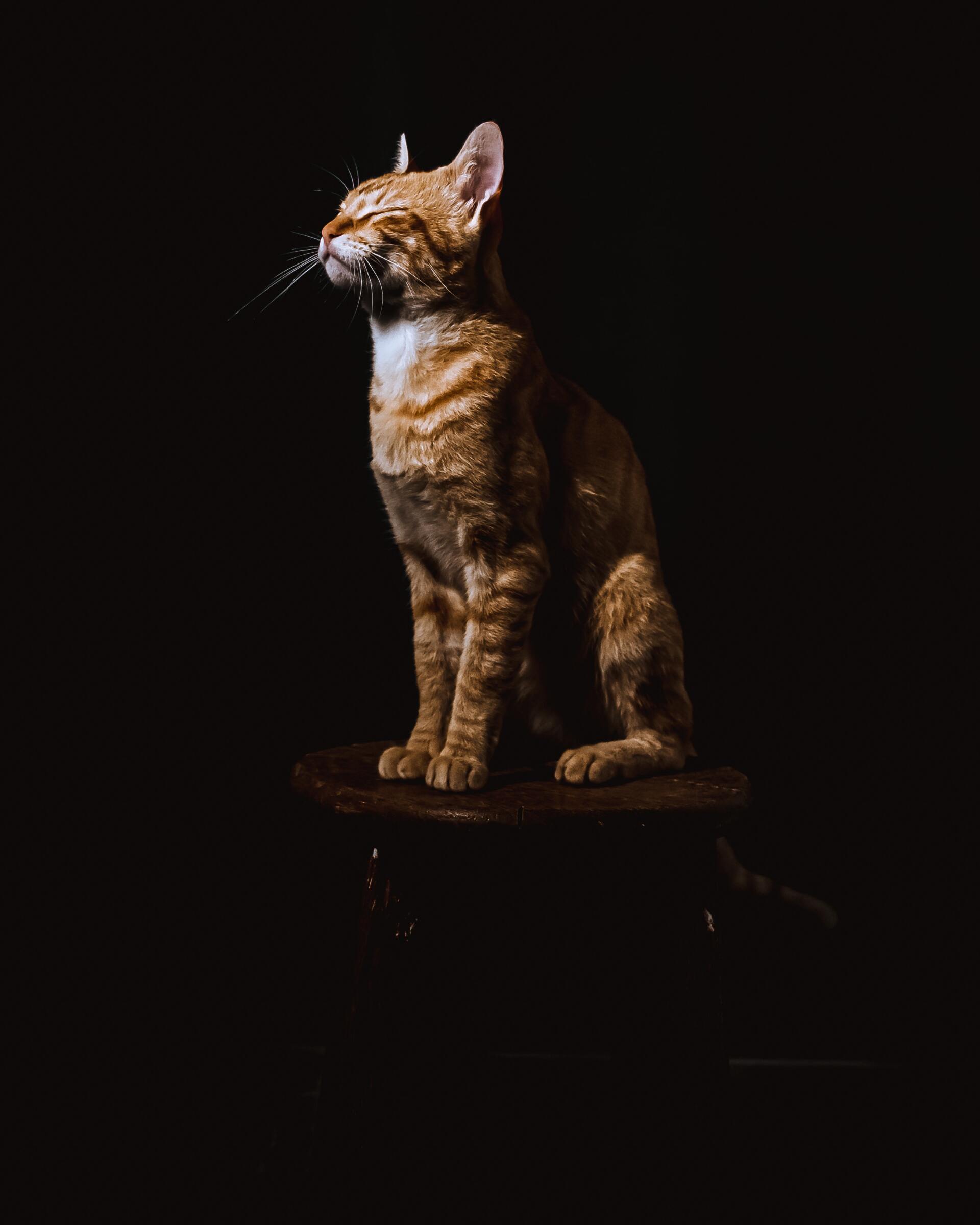 ARTHENTIC Akustikbillede - Cat on Hold