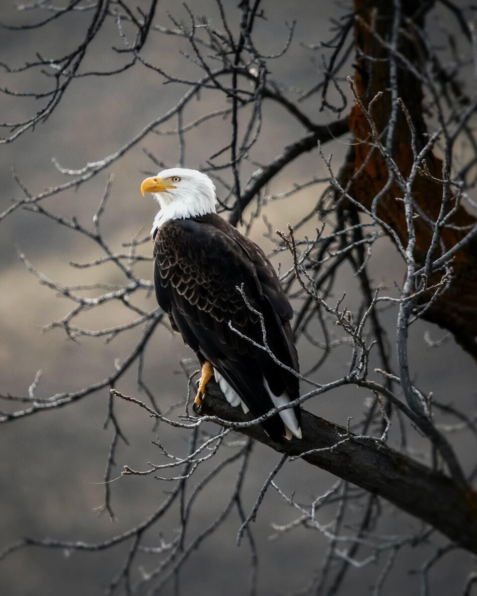 ARTHENTIC Akustikbillede - The Eagle