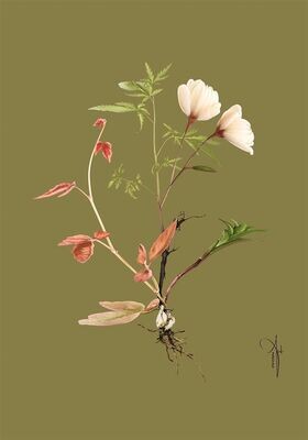 ARTHENTIC Akustikbillede | BOTANICAL III by Rikke Darling