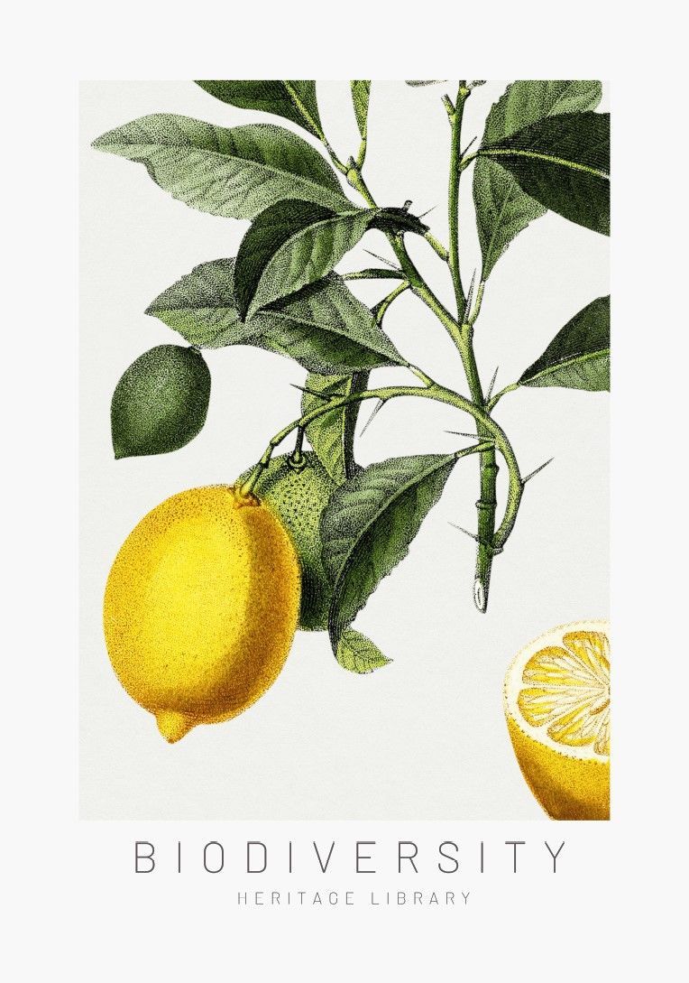 ARTHENTIC Akustikbillede 70 x 100 cm  - Lemon Vilsa