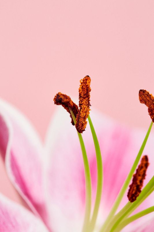 Flower I af fotograf Theis Bothmann | ARTHENTIC Akustikbillede
