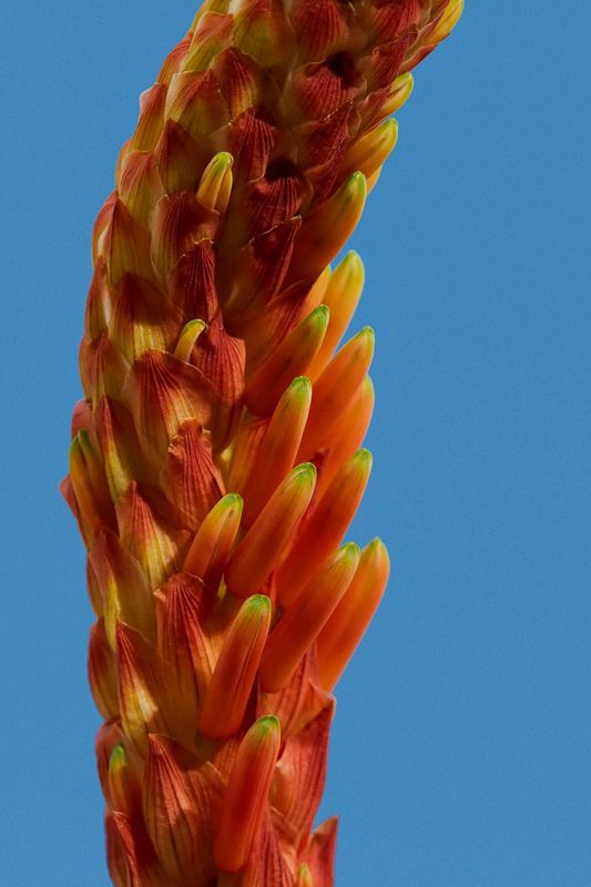 Flower II af fotograf Theis Bothmann | ARTHENTIC Akustikbillede