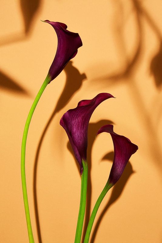 Flower V af fotograf Theis Bothmann | ARTHENTIC Akustikbillede