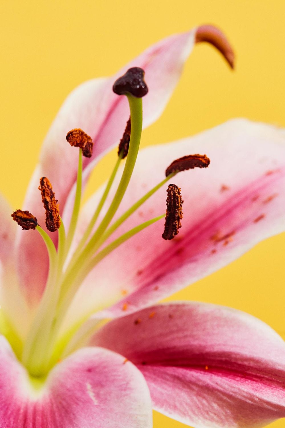 Flower III af fotograf Theis Bothmann | ARTHENTIC Akustikbillede