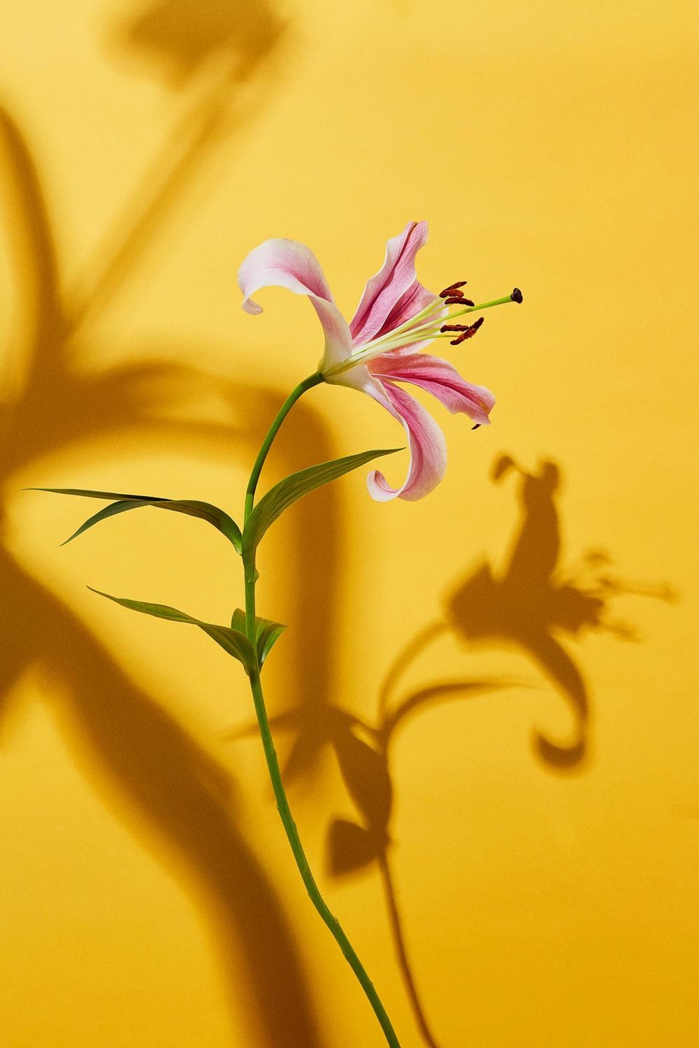 Flower IV af fotograf Theis Bothmann | ARTHENTIC Akustikbillede
