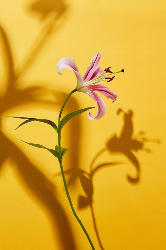 Flower IV af fotograf Theis Bothmann | ARTHENTIC Akustikbillede