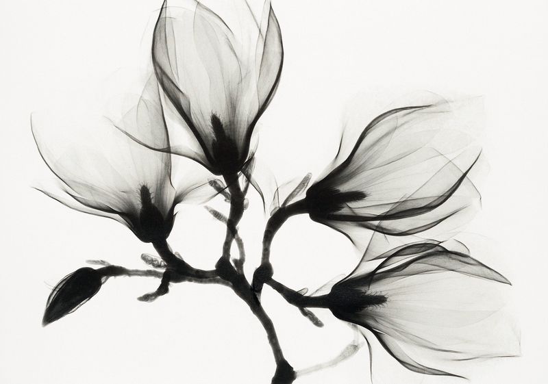 Tranparent flower | Vilsa ARTHENTIC Akustikbillede