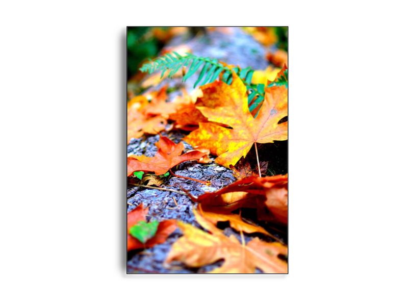 ARTHENTIC Akustikbillede - Fall mood