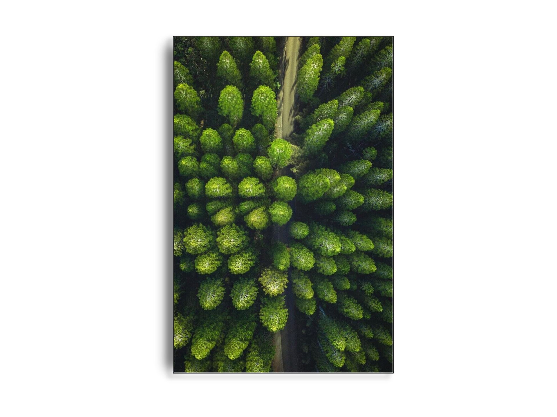 ARTHENTIC Akustikbillede - Flying Green