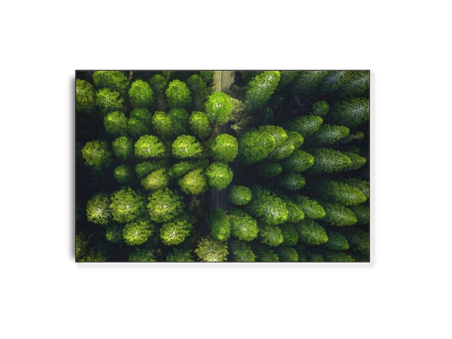 ARTHENTIC Akustikbillede - Flying Green