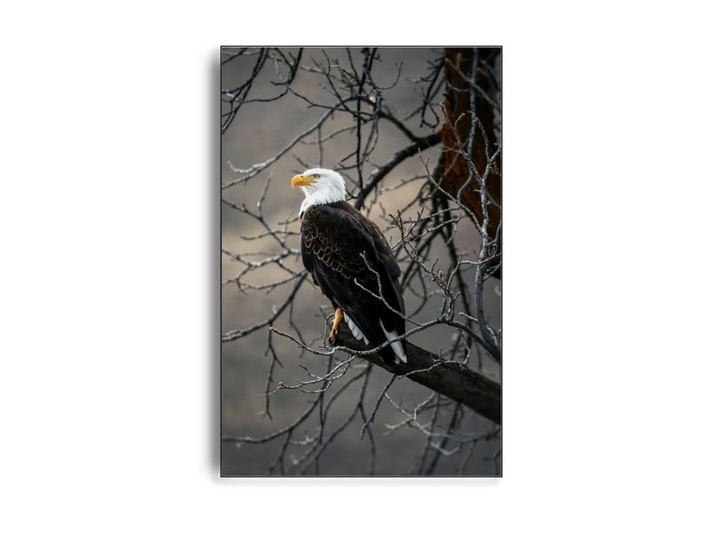 ARTHENTIC Akustikbillede - The Eagle ARTHENTIC Akustikbillede - The Eagle