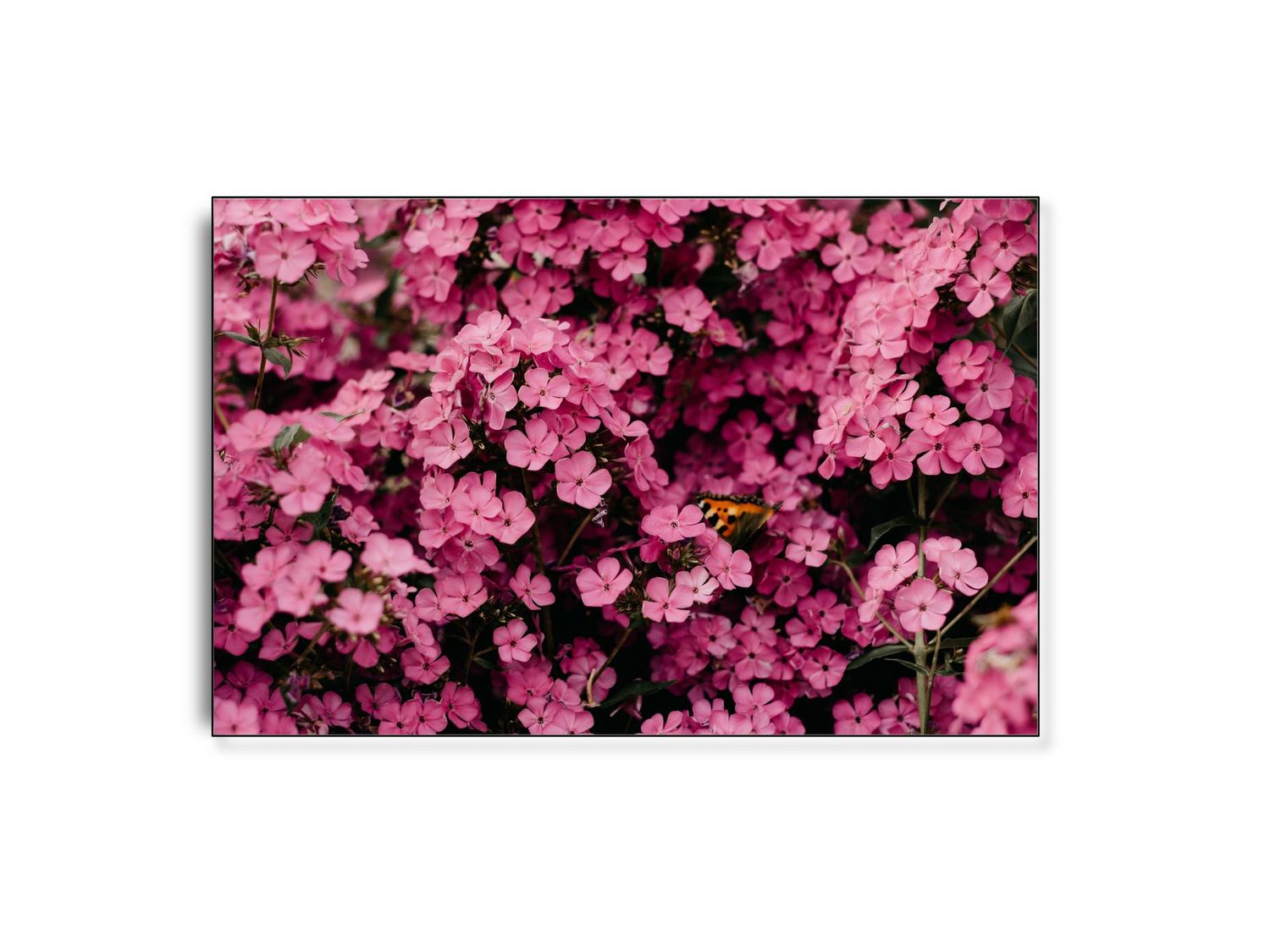 ARTHENTIC Akustikbillede - Cherise