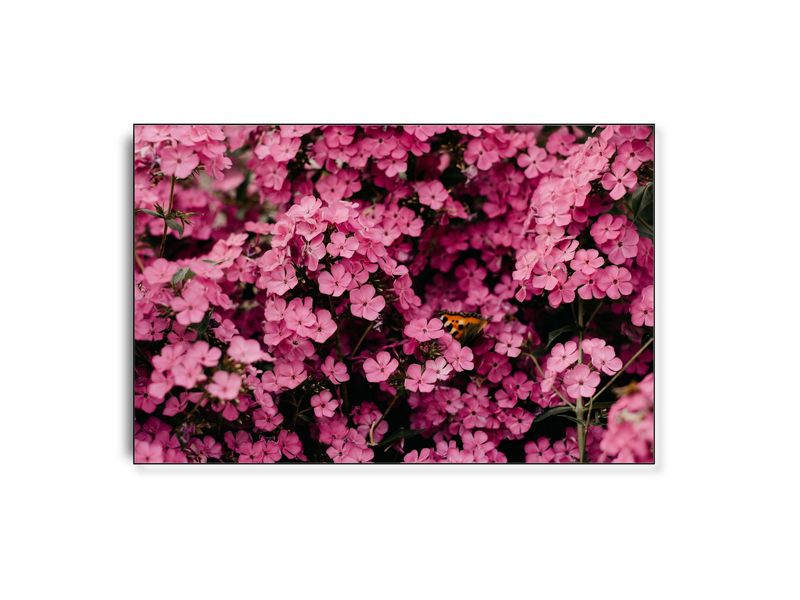 ARTHENTIC Akustikbillede - Cherise