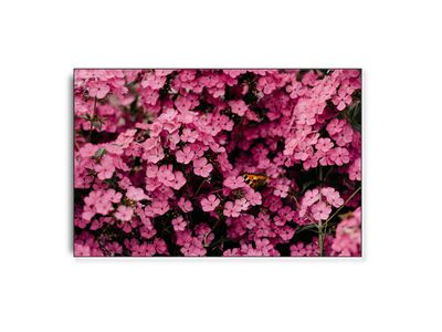 ARTHENTIC Akustikbillede - Cherise ARTHENTIC Akustikbillede - Cherise